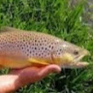 Meet your Posher, Harrison